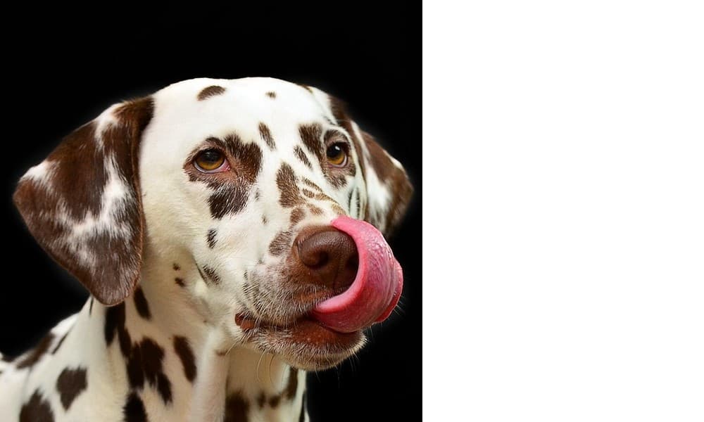 7-seventh-dog